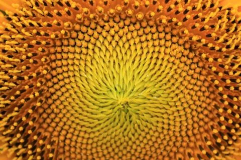 Sunflower without petals for background close up. Stock Photos
