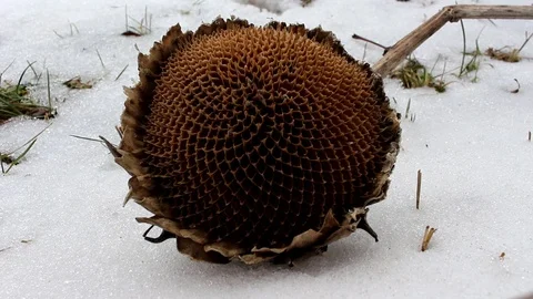 Sunflower without seeds in the snow Video stock 99950028