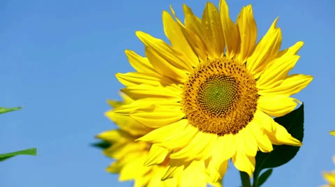 Sunflower wobbling slightly in the wind Stock Footage 33044330