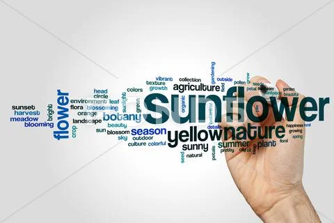 Sunflower Word Cloud Concept