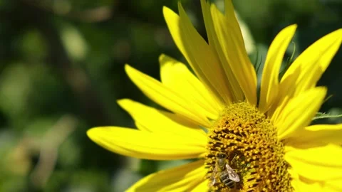 Sunflower with working Bee. Bees Collecting Nectar Stock Footage 138458737