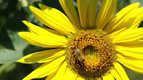 Sunflower with working Bee. Bees Collecting Nectar, Front View 스톡 동영상 138461962