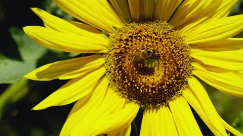 Sunflower with working Bee. Bees Collecting Nectar and Takes Off Stock Footage 138462626