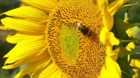 Sunflower working bee blue sky bright sunny weather close up 4k  natural energy Video stock 67288746