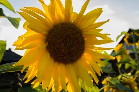 Sunflower in the yard Stock Photos