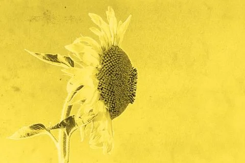 Sunflower on yellow background Stock Photos