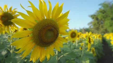 Sunflower yellow beautiful in the evening light. Stock Footage 146046627