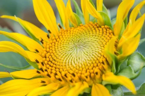 Sunflower yellow bloom. Stock Photos