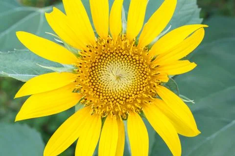 Sunflower yellow bloom. Stock Photos