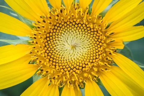 Sunflower yellow bloom. Stock Photos