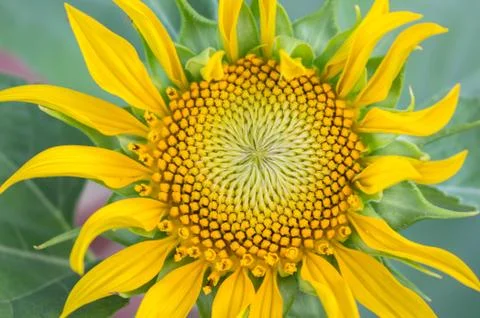 Sunflower yellow bloom. Stock Photos