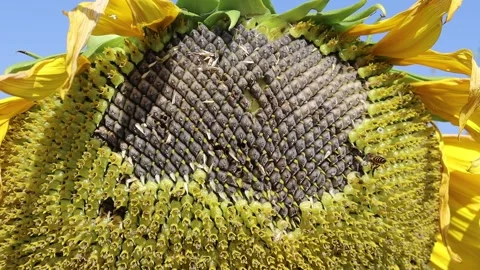 Sunflower yellow blooming with bees perching and pollinates 스톡 동영상 145979983