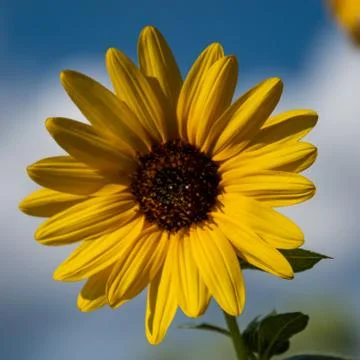 Sunflower yellow Stock Photos