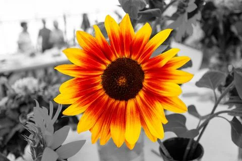 Sunflower in yellow Stock Photos