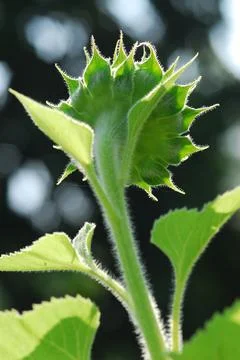 Sunflower young bud blooming, macro, close up Stock Photos