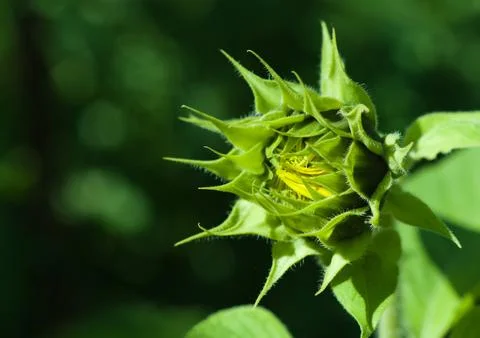 Sunflower young bud Stock Photos