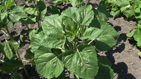 Sunflower young Stock Footage 39656641