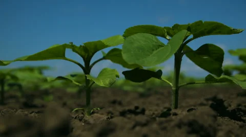 Sunflower Young Shoots Stock Footage 64762158