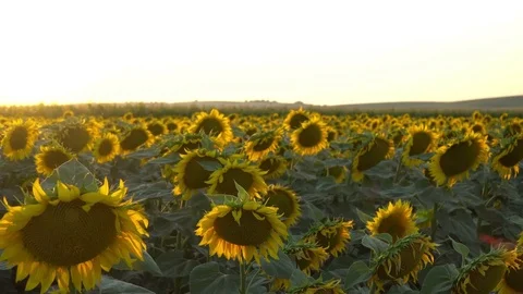 Sunflower zoom in Stock Footage 77876689