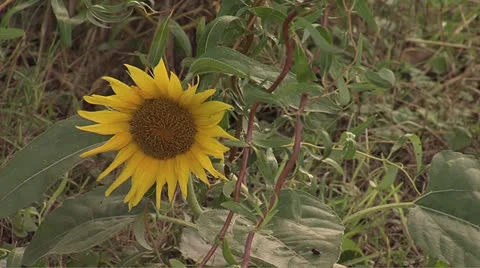 Sunflower1 Video stock 25997959