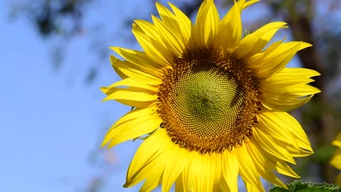 Sunflower2 Stock Footage 145449187