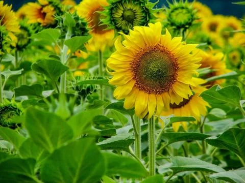 Sunflower2 Foto stock