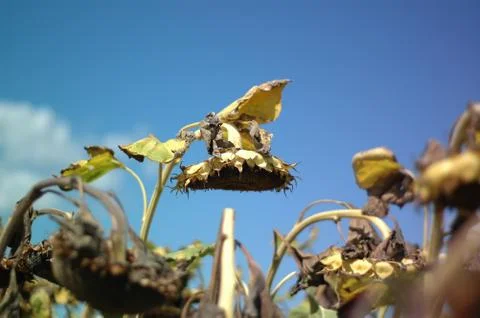 Sunflower3 Stock Photos