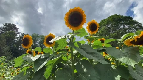 Sunflowerand Clouds Zoom In Stock Footage 159323475