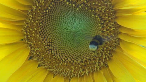 Sunflower.Bumblebee full of pollen.Close up. Vídeos de archivo 25509276