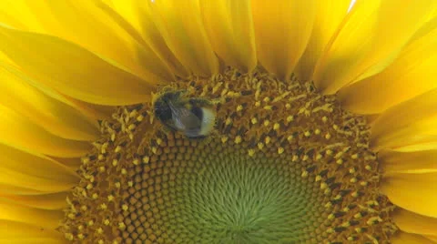 Sunflower.Bumblebee full of pollen.Close up. 스톡 동영상 25509327