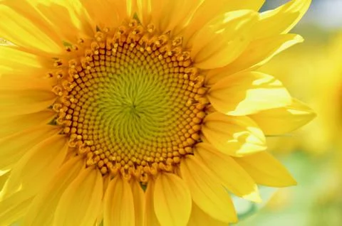 Sunflowercloseup Stock Photos