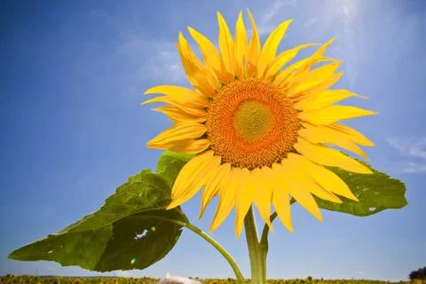 Sunflower,feeling of summer time Stock Photos