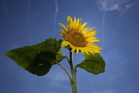Sunflower,feeling of summer time Stock Photos