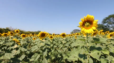 Sunflowerfield HD Stock Footage 35009326