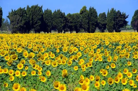Sunflowerfield Foto stock
