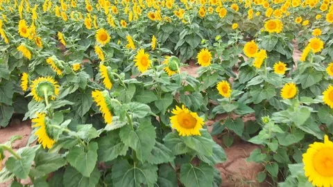 Sunflowerfield in summer Stock Footage 113969081