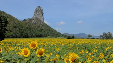 SunflowerLandscape 4K 001 Stock Footage 91667337