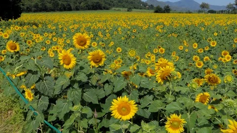 SunflowerLandscape 4K 003 Stock-Footage 91667361