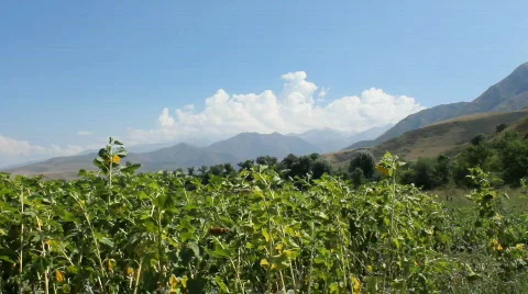 Sunflowers 1 스톡 동영상 857095