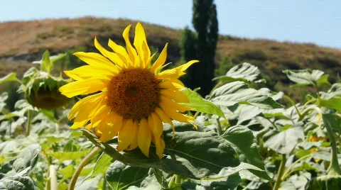 Sunflowers 10 Stock Footage 857103