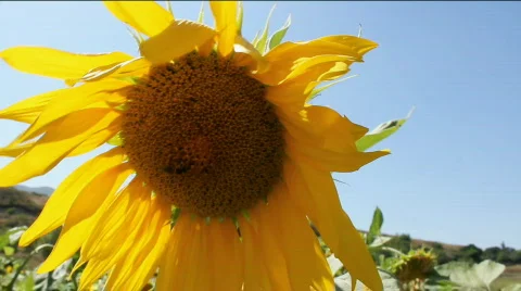 Sunflowers 11 Stock Footage 857102