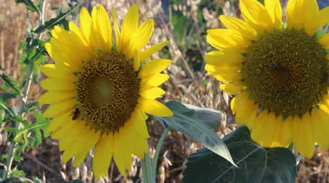 Sunflowers 11 Video stock 25127510