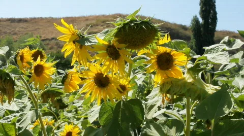 Sunflowers 12 Stock Footage 857116