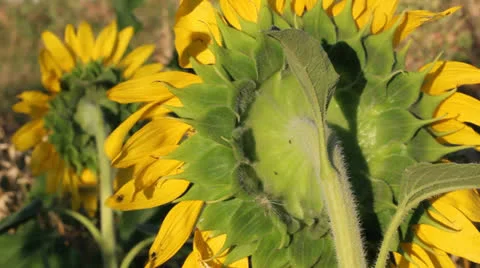 Sunflowers 12 Video stock 25127049