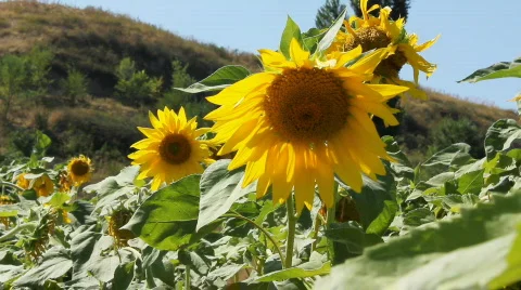 Sunflowers 13 스톡 동영상 857115