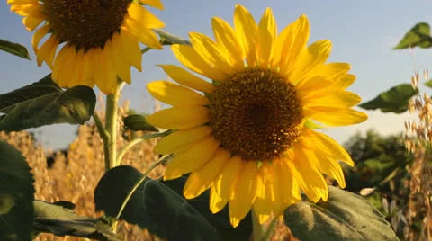 Sunflowers 13 Video stock 25333976
