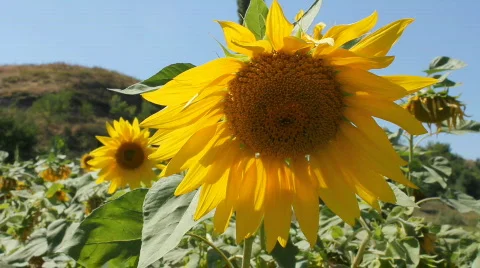 Sunflowers 14 Video stock 857110