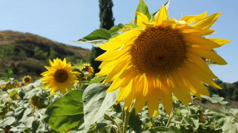 Sunflowers 15 Stock Footage 857109