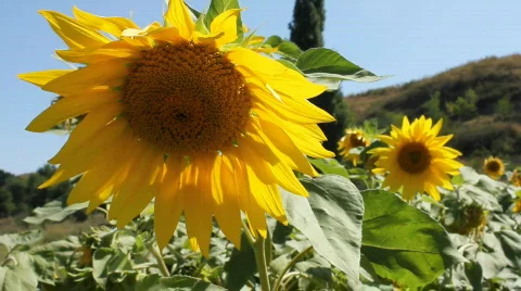 Sunflowers 16 Stock Footage 857111