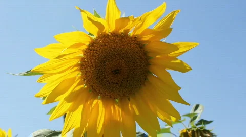 Sunflowers 17 Stock Footage 857104